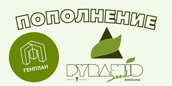 Приехали свежие сорта Pyramid Seeds!